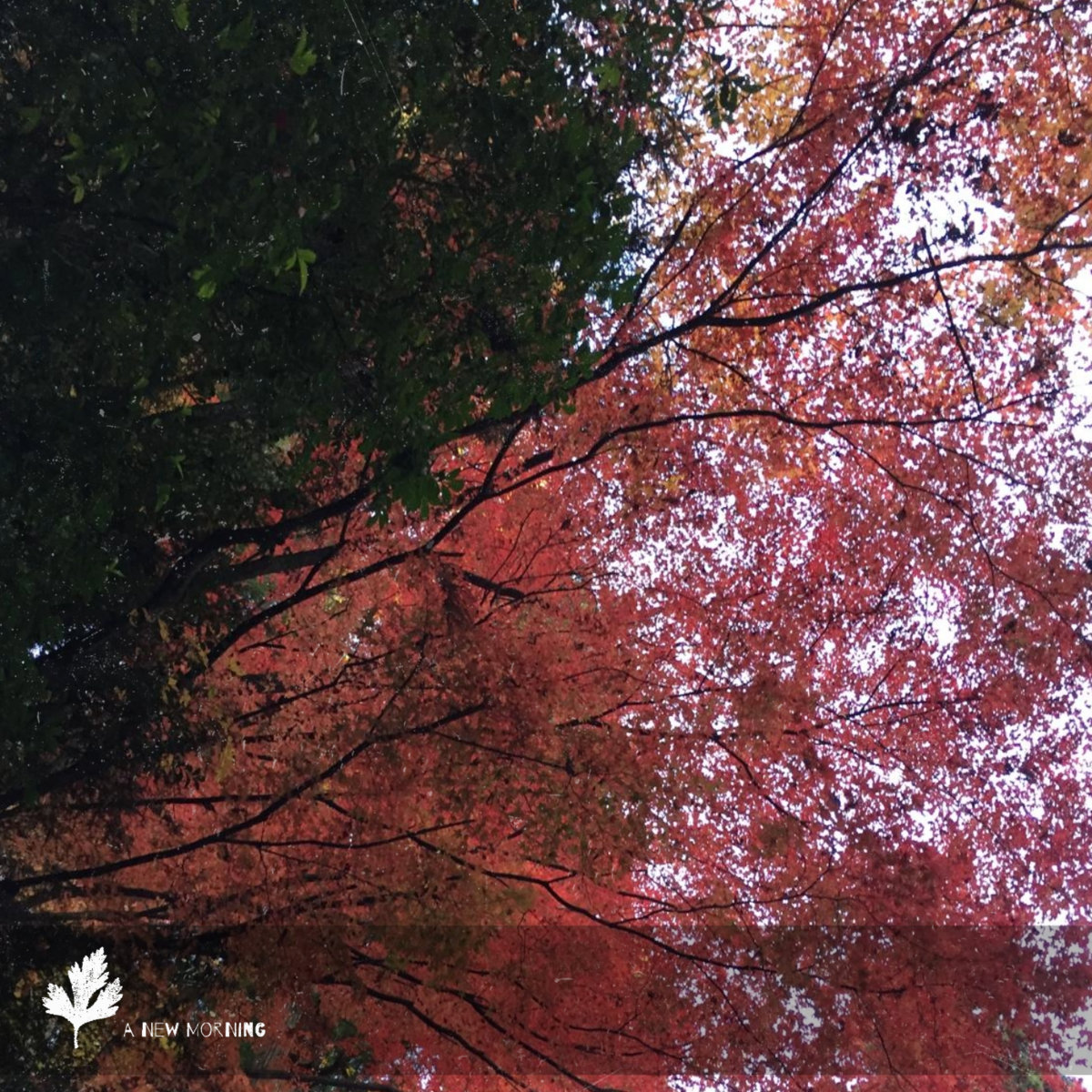 #20 Chasing Yesterday